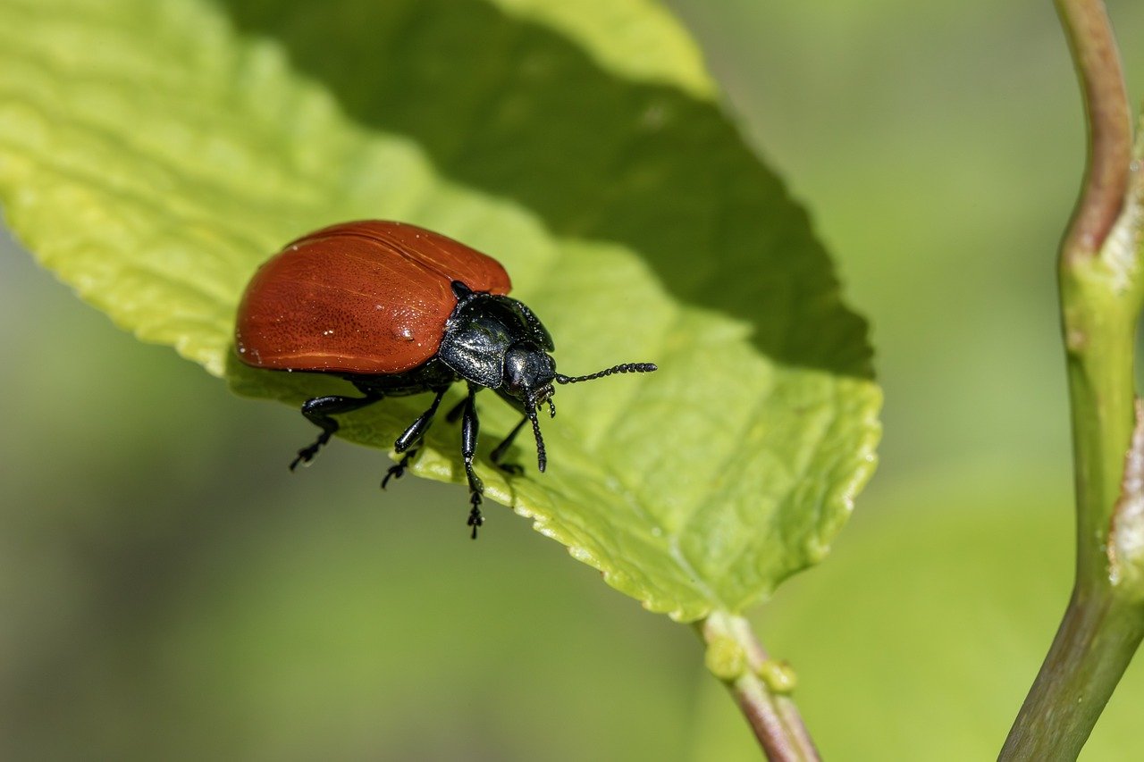 Protecting Your Home Against Rodents and Pests